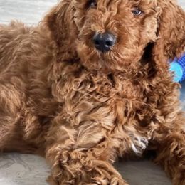 Australian Labradoodle and Double Doodle Puppies from Love Me Pooch
