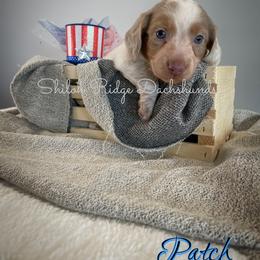 Dachshund Puppies from Shiloh Ridge Dachshunds