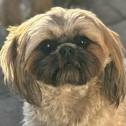 Cleopatra - Black gold and white female Shih Tzu puppy in El Prado, New Mexico from Maison Petit Lion