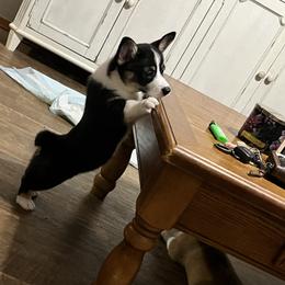Pembroke Welsh Corgi Puppies from S7 Corgis and Chaos