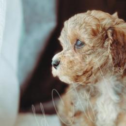 Poodles from Emerald City Poodles & Doodles