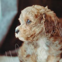 Poodles from Emerald City Poodles & Doodles