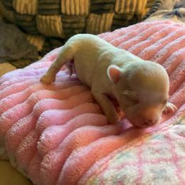 Sunny - Fawn and white female Chihuahua puppy in Red Bluff, California from Aye Chihuahua