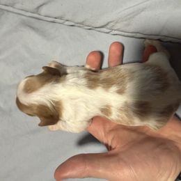 Girl 2 - Blenheim female Cavalier King Charles Spaniel puppy in Louisville, Kentucky from Royal Quin Cavaliers