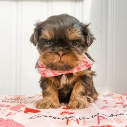 Prancer - Chocolate and tan male Shih Tzu puppy in Connersville, Indiana from Anna’s Farmhouse Shihtzus