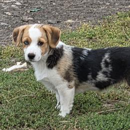 Male 1 - Blue merle and white male American Corgi puppy in Portland, North Dakota from Sliding stop corgis