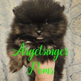Lucian - Black and tan male Pomeranian puppy in Indianola, Iowa from Argetsinger Poms