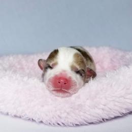 American Corgi and Pembroke Welsh Corgi Puppies from Whimsical Treasure Corgis