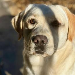 Harper - Labrador Retriever