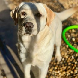 Harper - Labrador Retriever