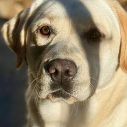 Harper - Labrador Retriever