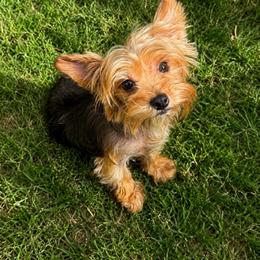 Penny - Blue and gold female Yorkshire Terrier puppy in Orlando, Florida from Everyonelovesyorkies