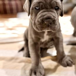 Pink - Blue female Neapolitan Mastiff puppy in Ramona, California from San Diego Mastiff
