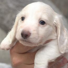 Beau - Piebald male Dachshund puppy in Cypress, Texas from Cypress Dachshunds