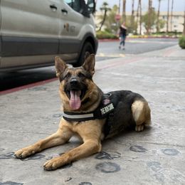 Zarrek - German Shepherd