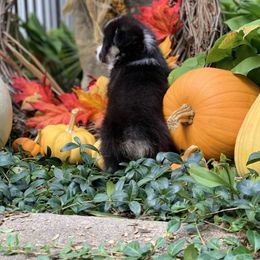 Pembroke Welsh Corgi Puppies from A&A’s Adorable Corgis