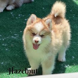 Hazelnut - Red and white female Pomsky puppy in Eastman, Georgia from Once Upon A Pomsky
