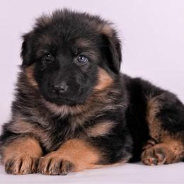 Red collar - Black and red female German Shepherd puppy in Plumas Lake, California from Zwinger Vom Greifjäger