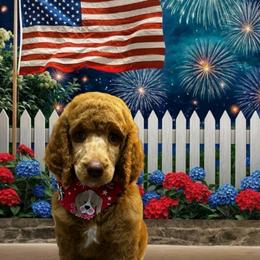 Olivia - Red  female Poodle puppy in Clearwater, Florida from Poodle Majesty