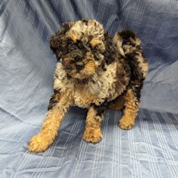 Aussiedoodle, Australian Shepherd, Bernedoodle, Cockapoo, and Poodle Puppies from Sis' Doodles & Poodles