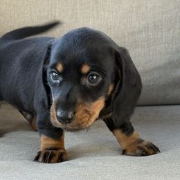 Milo - Black and tan male Dachshund puppy in Salem, Oregon from Longdox Mini Dachshunds