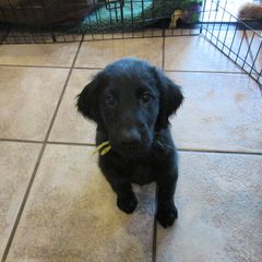 Flat-Coated Retriever Puppies from Beacon's Flat-Coated Retrievers