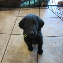 Flat-Coated Retriever Puppies from Beacon's Flat-Coated Retrievers