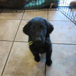 Flat-Coated Retriever Puppies from Beacon's Flat-Coated Retrievers