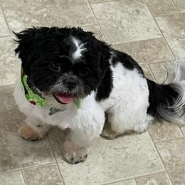 Shih Tzus from Cutest Shih Tzu of New England