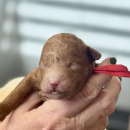 Armani - Red  male Goldendoodle puppy in Danville, Virginia from Stella’s Stunning Goldendoodles of VA