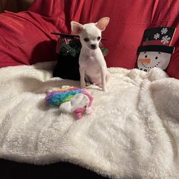 Chihuahua Puppies from Anastasia’s Tiny Pupps