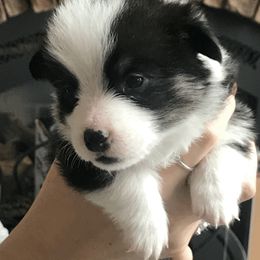 Pembroke Welsh Corgi Puppies from Siclair Crowns Corgis