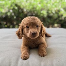 Juniper - Red  female Goldendoodle puppy in Goldsboro, North Carolina from The Grantham House