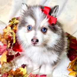 Elsa - Blue female Pomsky puppy in Rhome, Texas from TyeDye Kennels