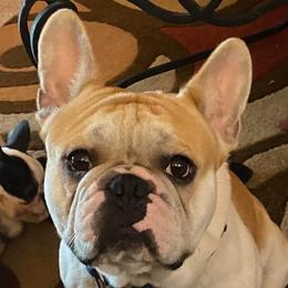 Ruger - French Bulldog