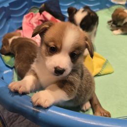Pembroke Welsh Corgi puppies from Space Coast Corgi