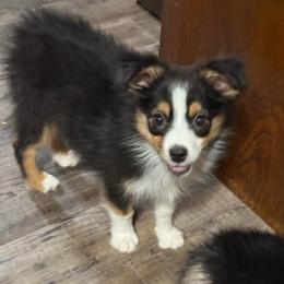 Star - Black tri female Miniature Australian Shepherd puppy in Prague, Oklahoma from Clay Creek Aussies