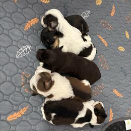 Miniature Schnauzer puppies from Olde Tyme Miniature Schnauzer’s