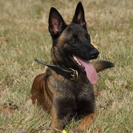 Belgian Malinois and German Shepherds from Von Kecohaus Kennels