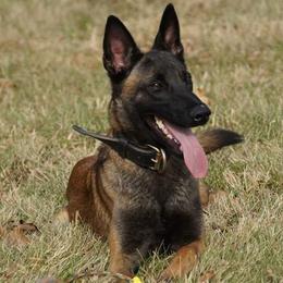 Belgian Malinois and German Shepherds from Von Kecohaus Kennels