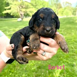 Sorbet - Phantom female Bernedoodle puppy in Midland, Michigan from Northern Charm Farm