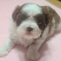 Girl 3 - Liver female Shih Tzu puppy in Belleville, Michigan from Patricia's Heavenly Earth Angels