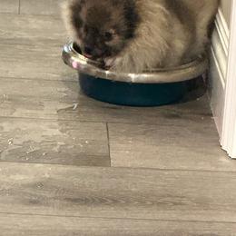 Pomeranian Puppies from Lori’s Precious Poms