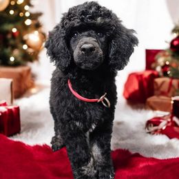 White - Phoebe - Poodle puppy from Impressive Cartwright Poodles