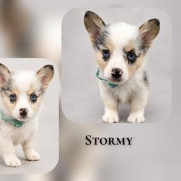 Stormy - Blue merle and white male American Corgi puppy in Charleroi, Pennsylvania from Twilight Hollow Corgis