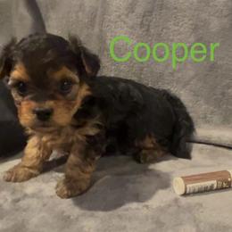 Cooper - Black & tan tri-color male Morkie puppy in Seneca, Missouri from M.Y. Morkies and Yorkies
