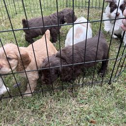 Cocker Spaniel Puppies from Jamie’s Sweet Spaniels