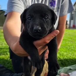 Red Collar - Black female Labrador Retriever puppy in Boyd, Minnesota from Lindley Labradors