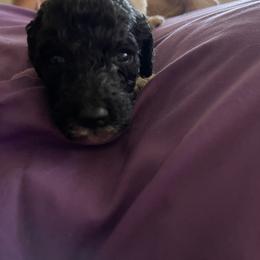 Girl 3 - Poodle puppy in Choctaw, Oklahoma from Crystal's Poodle Friends