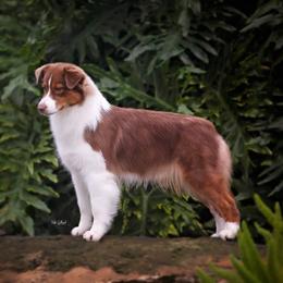 Rosie - Australian Shepherd